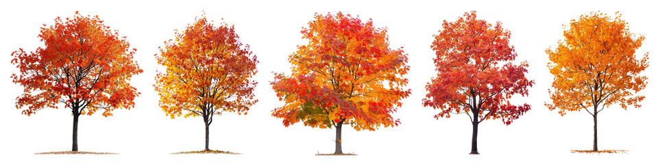 Autumn trees png cut out element set