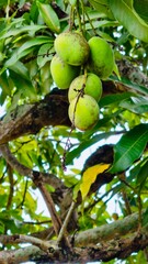 A bunch of mangoes at the tree with bright green colours