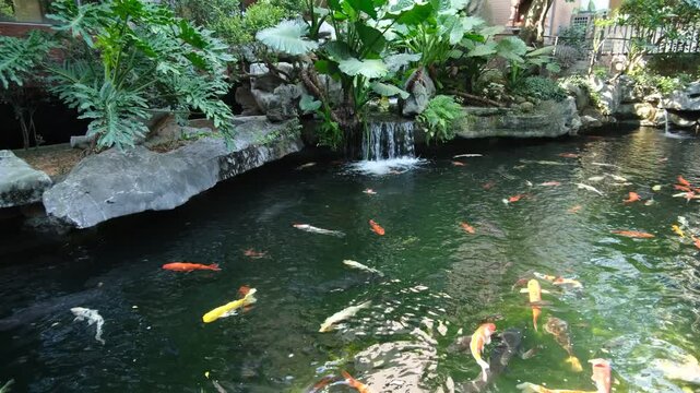 A beautiful artificial pond in a landscaped Asian garden features colorful koi fish swimming gracefully through the water, along with an ornate cascading waterfall and decorative lush green plants