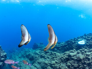Fototapeta premium 美しく不思議なツバメウオ（ツバメウオ属）のペア他。 英名、学名：Longfin Batfish, Platax teira 静岡県伊豆半島賀茂郡南伊豆町中木ヒリゾ浜2024年 