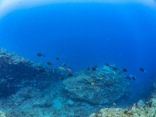 美しいニザダイ（ニザダイ科）、ホウライヒメジ（ヒメジ科）、メジナ（イスズミ科）他の群れ。
英名、学名：Sawtail (Prionurus scalprum)
Whitesaddle goatfish (Parupeneus ciliatus) 
Largescale Blackfish, Girella punctata,.
伊豆半島賀茂郡南伊豆町中木ヒリゾ浜-2024

