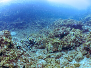 美しいツノダシ（ツノダシ科）の群れ。
英名、学名：Moorish Idol (Zanclus...