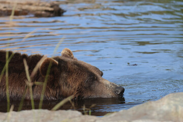 Sleepy Bear Portrait