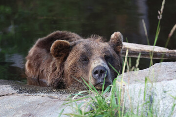 Sleepy Bear Portrait