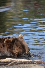 Sleepy Bear Portrait