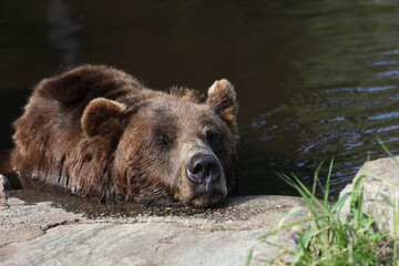 Sleepy Bear Portrait