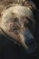 Sleepy Bear Portrait
