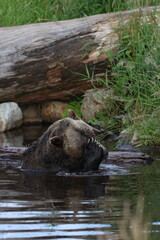 Sleepy Bear Portrait