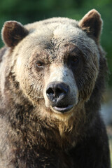 Fototapeta premium Sleepy Bear Portrait, Snot in Focus