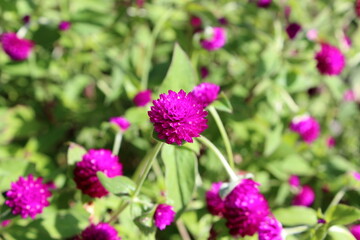 千日紅（Globe amaranth）の鮮やかな花