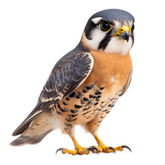 Fototapeta premium Detailed Closeup Photography of a Standing American Kestrel Bird, Elegantly Isolated on Transparent Background