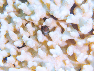 高海水温が続いているのでサンゴの白化現象が起きている。
美しいテーブルサンゴと可愛いタテガミカエルウオ（イソギンポ科）の幼魚他。
英名、学名：Chestnut eyelash-blenny (Cirripectes castaneus) 
静岡県伊豆半島賀茂郡南伊豆町中木ヒリゾ浜2024年
