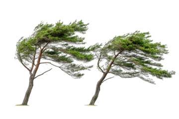 Two windswept trees leaning in the breeze against a white background.