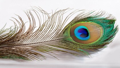 peacock feather close up