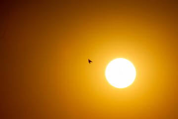 Cityscape sunset silhouette with bird flying over.