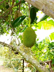 Close up of jackfruit on tree in the garden at Mekong Delta Vietnam.