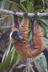 Close up portrait of cute red-ruffed lemur sitting on tree. The Red Ruffed Lemur is one of the most striking and recognizable lemur species, native to the northeastern rainforests of Madagascar.