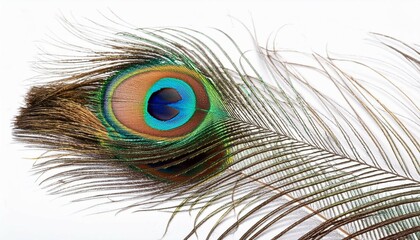 Obraz premium peacock feather close up