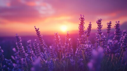 Naklejka premium A beautiful sunset over a lavender field, the sky is illuminated by hues of purple,