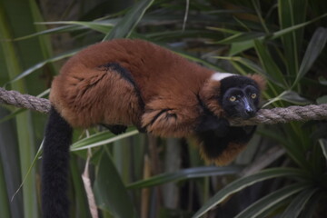 Close up portrait of cute red-ruffed lemur sitting on tree. The Red Ruffed Lemur is one of the most striking and recognizable lemur species, native to the northeastern rainforests of Madagascar.