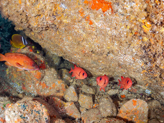 ナミマツカサ、ミナミハタンポ、チョウチョウウオ、アカハタ
英学名
Bigscale soldierfish,Myripristis kochiensis
Black-Stripe Sweeper,Pempheris schwenkii
Oriental ButterflyFish, Chaetodon aurites
Blacktip Grouper, Epinephelus fasciatus
