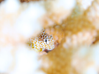 美しいテーブルサンゴと可愛いセダカギンポ（イソギンポ科）の幼魚他。高海水温が続いているのでサンゴの白化現象が起きている。

英名、学名：Leopard blenny (Exallias brevis)
静岡県伊豆半島賀茂郡南伊豆町中木ヒリゾ浜-2024年
