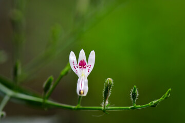 close up of a flower