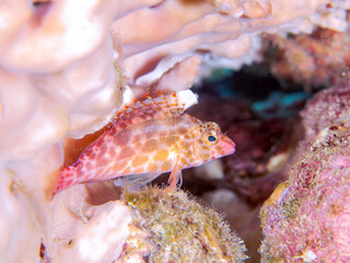 美しいテーブルサンゴと可愛いヒメゴンベ（ゴンベ科）の幼魚他。高海水温が続いているのでサンゴの白化現象が起きている。

英名、学名：Coral hawkfish (Cirrhitichthys oxycephalus)
静岡県伊豆半島賀茂郡南伊豆町中木ヒリゾ浜-2024年
