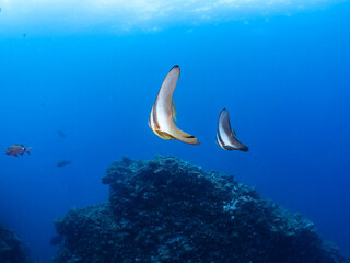 Obraz na płótnie Canvas 美しい不思議なツバメウオ（ツバメウオ属）のペア他。 英名、学名：Longfin Batfish, Platax teira 静岡県伊豆半島賀茂郡南伊豆町中木ヒリゾ浜-2024年 