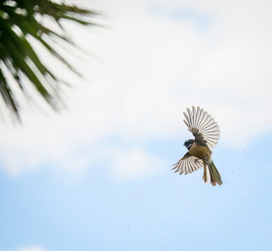 Fantail flying with wings wide open and aerial feeding on tiny insects in the air.
