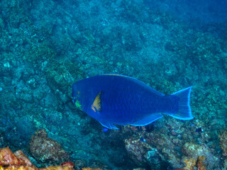 Fototapeta premium 大きく美しいアオブダイ（ブダイ科）他。 英名、学名：Knobsnout Parrotfish (Scarus ovifrons) 静岡県伊豆半島賀茂郡南伊豆町中木ヒリゾ浜-2024年 