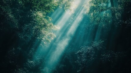 Obraz premium Sunlight filters through the canopy in a serene forest, creating a tranquil atmosphere in the early morning hours