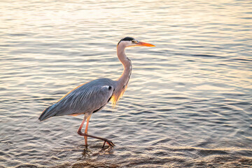 A heron hunting in the sea. Grey heron on the hunt