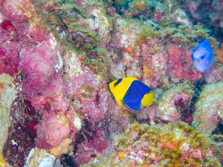 可愛いソメワケヤッコ（キンチャクダイ科）の幼魚他。
ソラスズメダイ（スズメダイ科）他の群れ。
英名、学名：Bicolor angelfish (Centropyge bicolor) 
Heavenly Damselfish (Pomacentrus coelestis)
静岡県伊豆半島賀茂郡南伊豆町中木ヒリゾ浜-2024年
