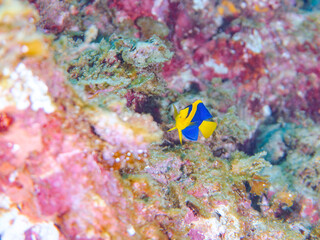 可愛いソメワケヤッコ（キンチャクダイ科）の幼魚他。
ソラスズメダイ（スズメダイ科）他の群れ。
英名、学名：Bicolor angelfish (Centropyge bicolor) 
Heavenly Damselfish (Pomacentrus coelestis)
静岡県伊豆半島賀茂郡南伊豆町中木ヒリゾ浜-2024年
