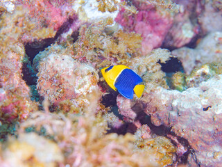 可愛いソメワケヤッコ（キンチャクダイ科）の幼魚他。
ソラスズメダイ（スズメダイ科）他の群れ。
英名、学名：Bicolor angelfish (Centropyge bicolor) 
Heavenly Damselfish (Pomacentrus coelestis)
静岡県伊豆半島賀茂郡南伊豆町中木ヒリゾ浜-2024年
