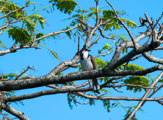 A vibrant red-whiskered bulbul perches on a tree branch, surrounded by lush green leaves. The bird's distinctive red markings and bright eyes are clearly visible. Mauritius, Africa.