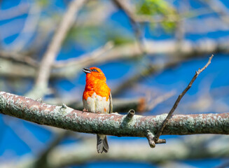 A brightly colored Mauritius Fody  (Foudia rubra) perched on a branch against a blue sky. The male bird displays its vibrant red plumage. Mauritius, Africa.