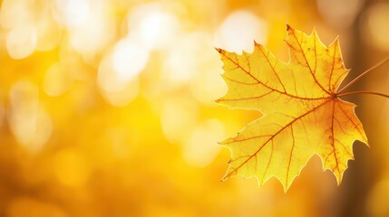 Close-up of a yellow autumn leaf. A bright orange tree changes with a blurred bokeh background. Golden colors in the park on a light, sunny, and warm October day.
