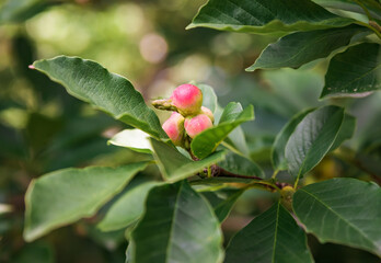 Lobner Magnolia Merrill immature fruit. without flowers