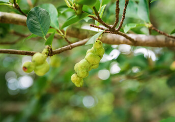 Lobner Magnolia Merrill immature fruit. without flowers