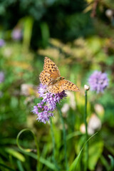 Brenthis daphne, the marbled fritillary butterfly female sitting on allium flower