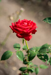 Tea rose with buds on green background