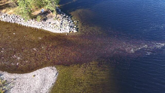 Sockeye salmon on their route to reach their spawning grounds in Northern British Columbia, Canada.
