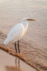 Great egret (Ardea alba), a medium-sized white heron fishing on the sea beach