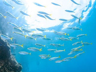 美しいマアジ（アジ科）他の群れ。
英名、学名：Horse Mackerel (Trachurus japonicus)
静岡県伊豆半島南伊豆町中木ヒリゾ浜-2024年
