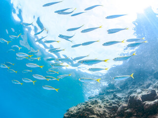 Fototapeta premium 美しいマアジ（アジ科）他の群れ。 英名、学名：Horse Mackerel (Trachurus japonicus) 静岡県伊豆半島南伊豆町中木ヒリゾ浜-2024年 