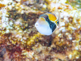 可愛いタスキモンガラ（モンガラカワハギ科）の幼魚他。ハワイの国魚である。
英名、学名：Wedge-tail triggerfish, Rhinecanthus rectangulus, Humuhumunukunukuapua'a
静岡県伊豆半島賀茂郡南伊豆町中木ヒリゾ浜-2024年
