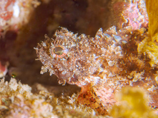 美しいコクチフサカサゴ（フサカサゴ科）。
英名、学名：Spotbelly rockfish, Scorpionfish, Scorpaena miostoma
静岡県伊豆半島賀茂郡南伊豆町中木ヒリゾ浜-2024年
