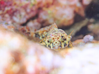 可愛いコウワンテグリ（ネズッポ科）の幼魚他。
英名、学名：Ocellated dragonet, Neosynchiropus ocellatus
静岡県伊豆半島賀茂郡南伊豆町中木ヒリゾ浜-2024年
